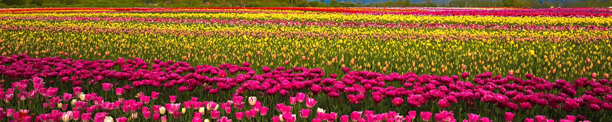 Flower Banner