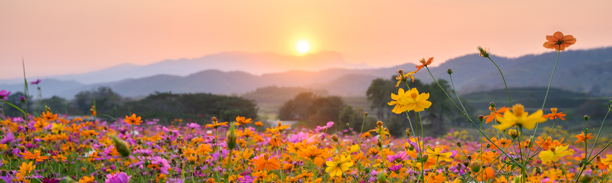 homepage banner